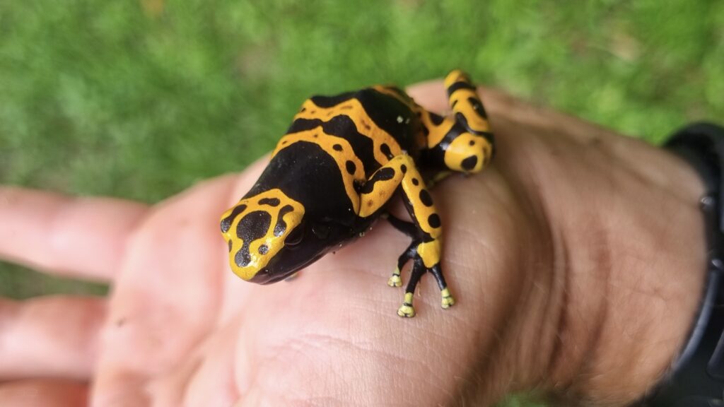 black and yellow poison dart frog 