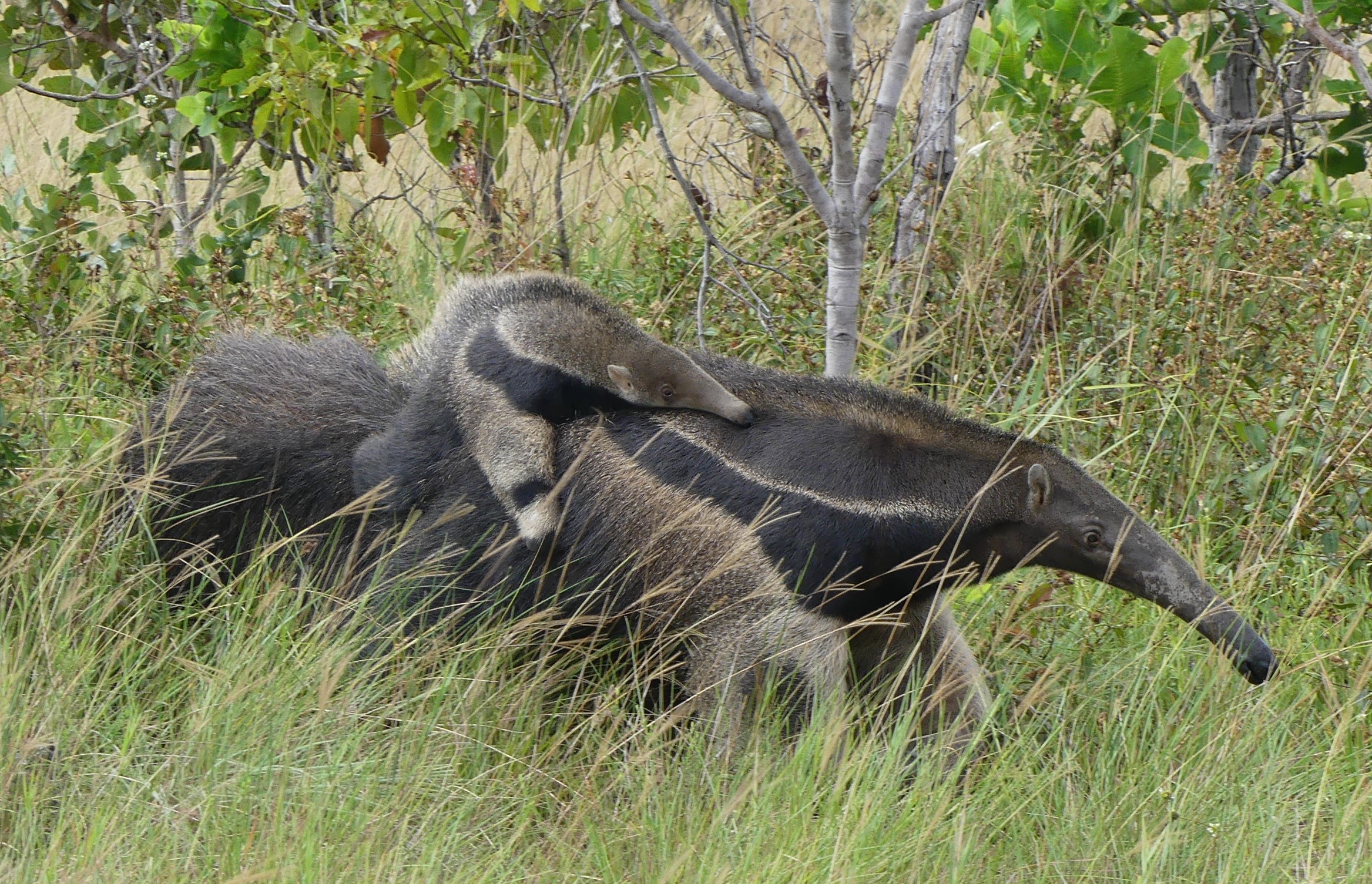 Giant Anteater in Rupununi savannah Guyana