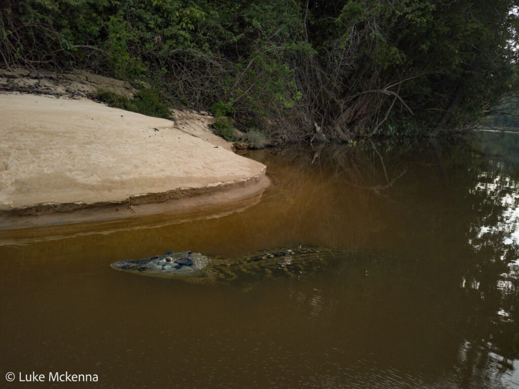 Rupununi Guyana: Black Caiman what rupununi