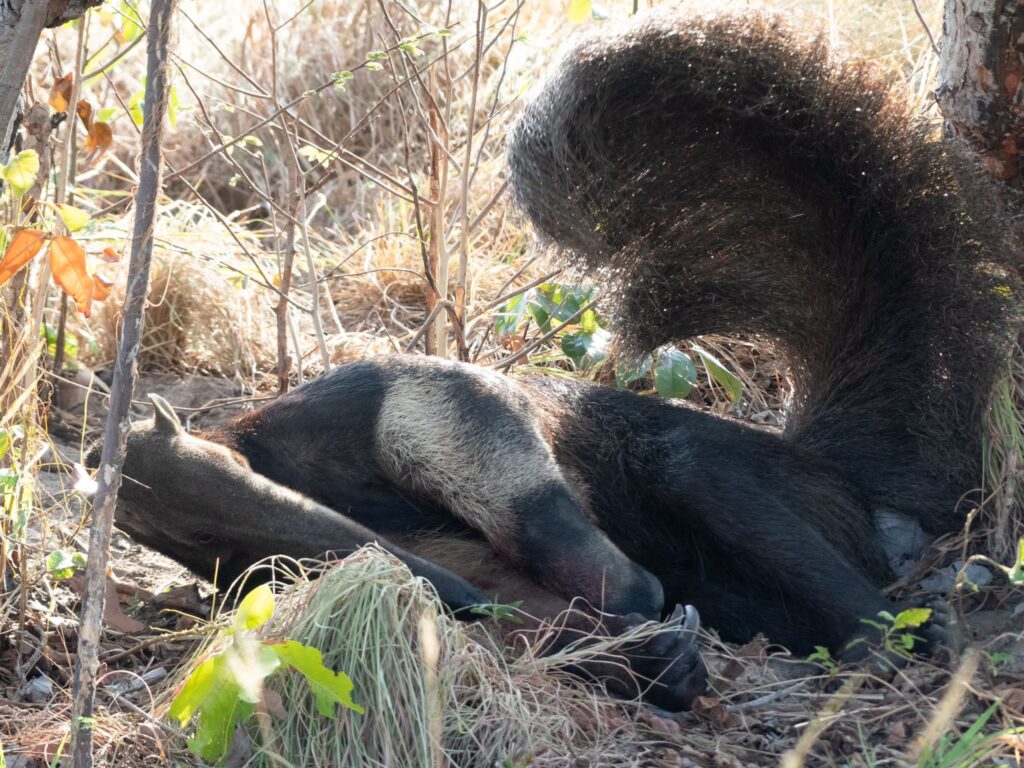 Giant ant eater south rupununi guyana