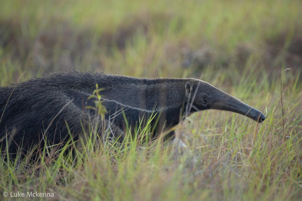 Giant Ant Eater