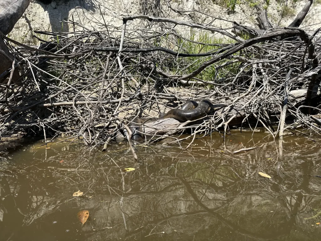 The Green Anaconda