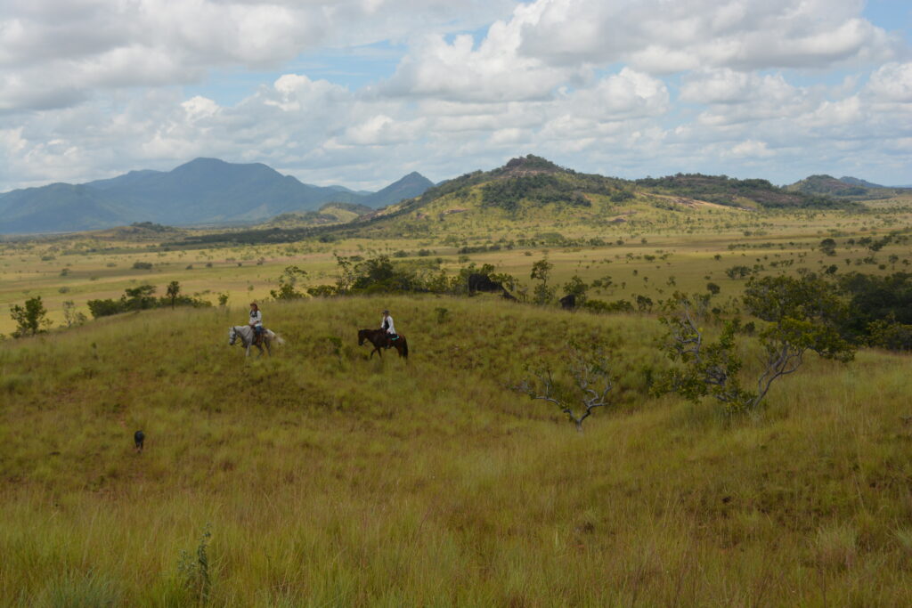 Riding horse in rupununi savannah