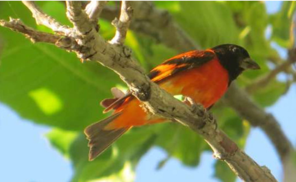 red siskin