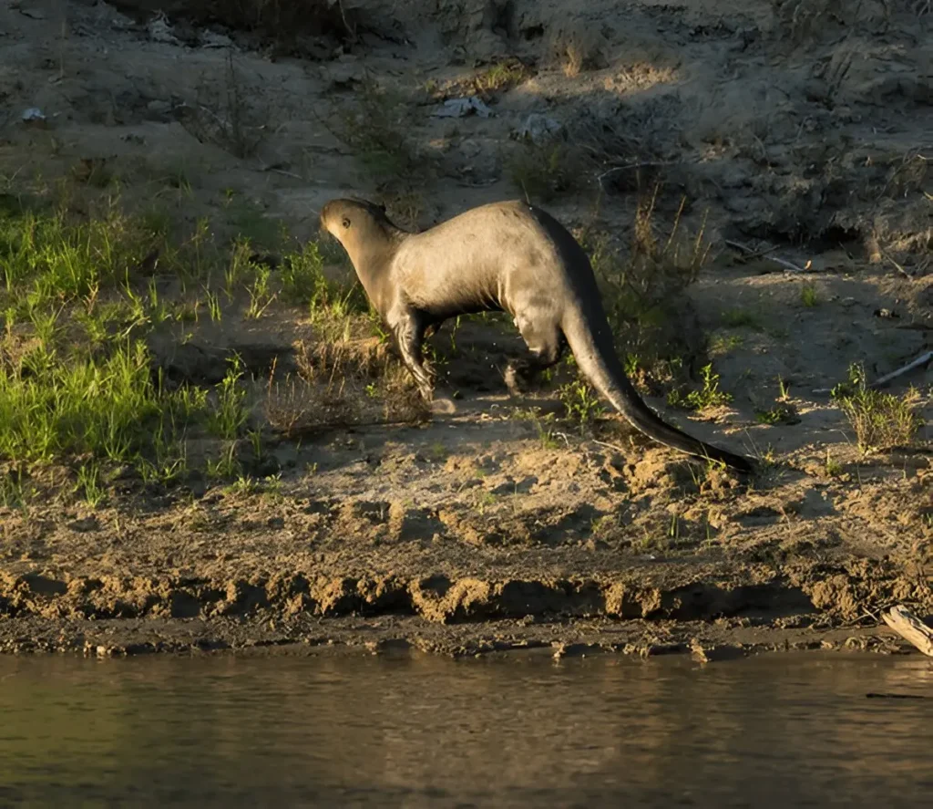 giant-river-otter-karanambu-lodge-views